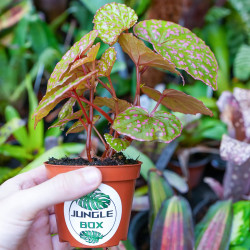 Begonia sp. Muara Wahau