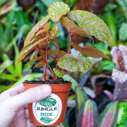 Begonia sp. Muara Wahau