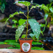 Ficus snowstorm – Plante tropicale panachée rare d’intérieur et terrarium