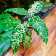 Ficus snowstorm – Plante tropicale panachée rare d’intérieur et terrarium