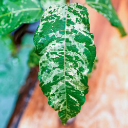 Ficus snowstorm – Plante tropicale panachée rare d’intérieur et terrarium