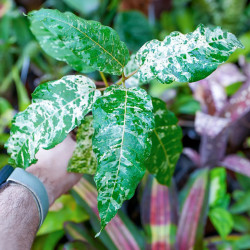Ficus 'Snowstorm'