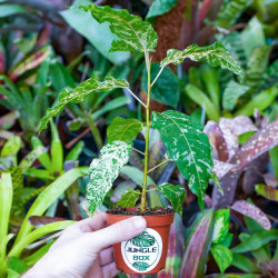 Ficus snowstorm – Plante tropicale panachée rare d’intérieur et terrarium