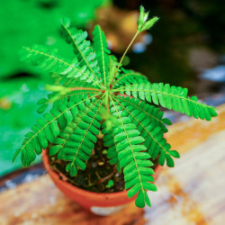 Biophytum sensitivum