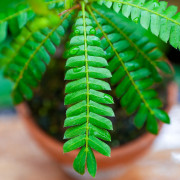 Biophytum sensitivum