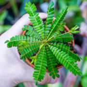 Biophytum sensitivum