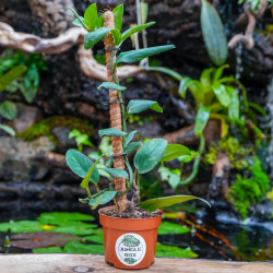 Rhaphidophora elliptica AUREA