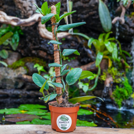 Rhaphidophora elliptica AUREA