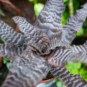 Cryptanthus zonatus