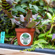 Cryptanthus zonatus