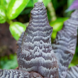 Cryptanthus zonatus