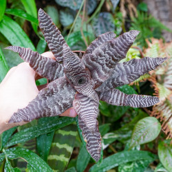 Cryptanthus zonatus
