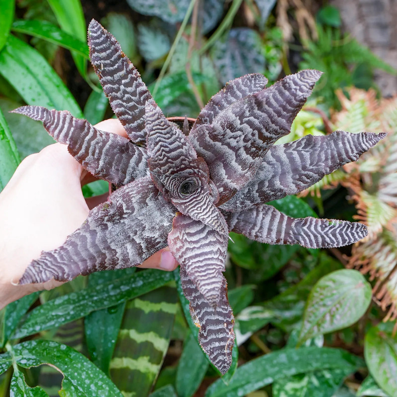 Cryptanthus zonatus
