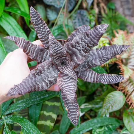 Cryptanthus zonatus