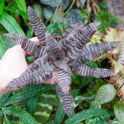 Cryptanthus zonatus