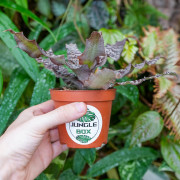 Cryptanthus zonatus
