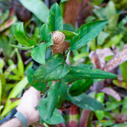 Rhaphidophora elliptica 'Aurea'