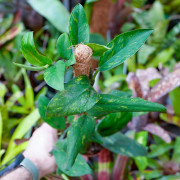 Rhaphidophora elliptica 'Aurea'