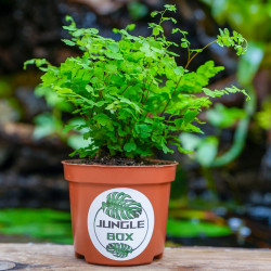 Adiantum raddianum 'Fritz-Luthi'