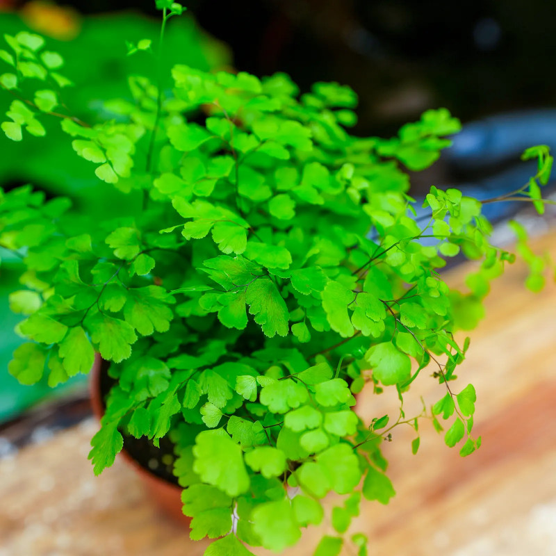 Adiantum raddianum 'Fritz-Luthi'