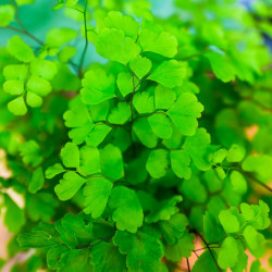 Adiantum raddianum Fritz-Luthi – Fougère tropicale délicate | JungleBox
