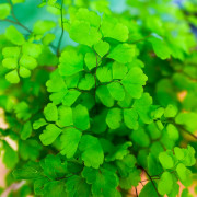 Adiantum raddianum Fritz-Luthi – Fougère tropicale délicate | JungleBox