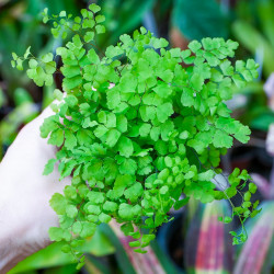 Adiantum raddianum Fritz-Luthi – Fougère tropicale délicate | JungleBox