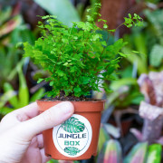 Adiantum raddianum Fritz-Luthi – Fougère tropicale délicate | JungleBox