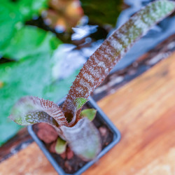 Hohenbergia correia araujoi S
