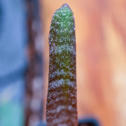 Hohenbergia correia araujoi S