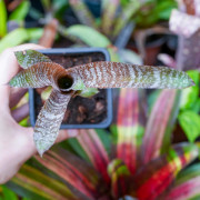 Hohenbergia correia araujoi S