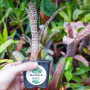 Hohenbergia correia araujoi S