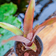 Aechmea pineliana – Broméliacée tropicale à floraison rouge | JungleBox
