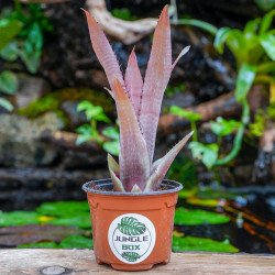 Aechmea pineliana