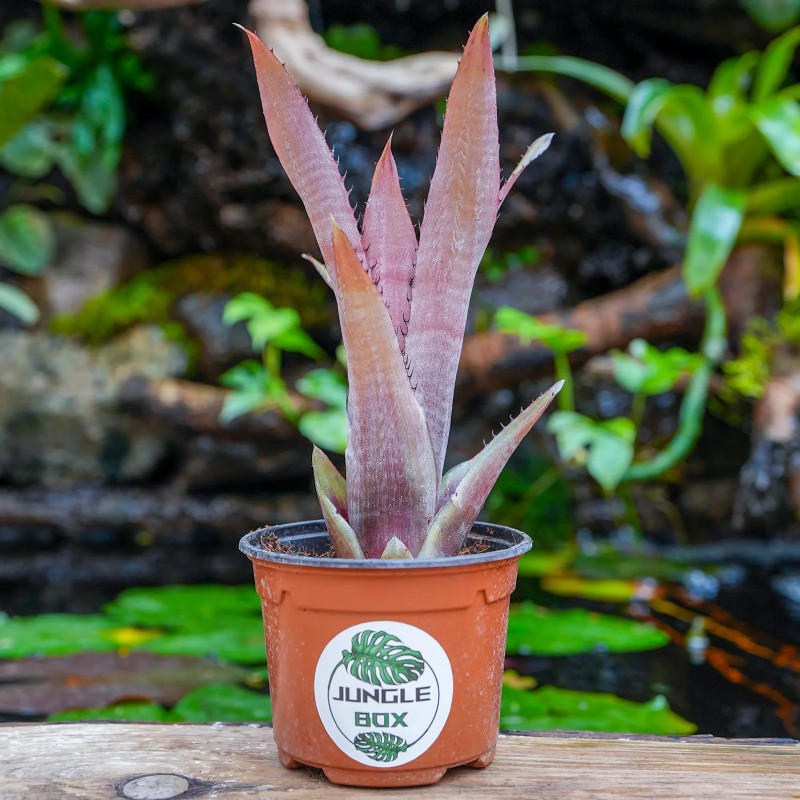 Aechmea pineliana