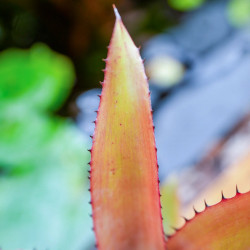 Aechmea pineliana – Broméliacée tropicale à floraison rouge | JungleBox