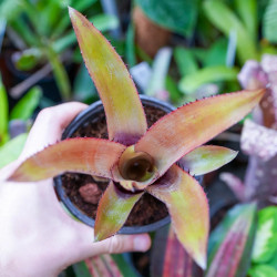 Aechmea pineliana – Broméliacée tropicale à floraison rouge | JungleBox