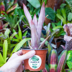 Aechmea pineliana – Broméliacée tropicale à floraison rouge | JungleBox