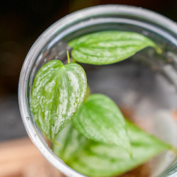 Philodendron brandi – Plante tropicale rare à feuillage argenté | JungleBox
