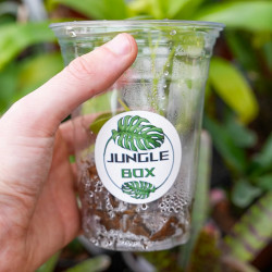 Philodendron brandi – Plante tropicale rare à feuillage argenté | JungleBox