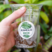 Philodendron brandi – Plante tropicale rare à feuillage argenté | JungleBox