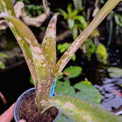 billbergia kolan clotted cream