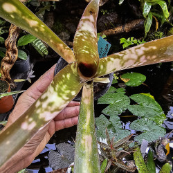 billbergia kolan clotted cream
