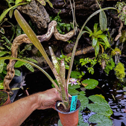 Billbergia kolan 'Clotted Cream' – Broméliacée rare marbrée | JungleBox
