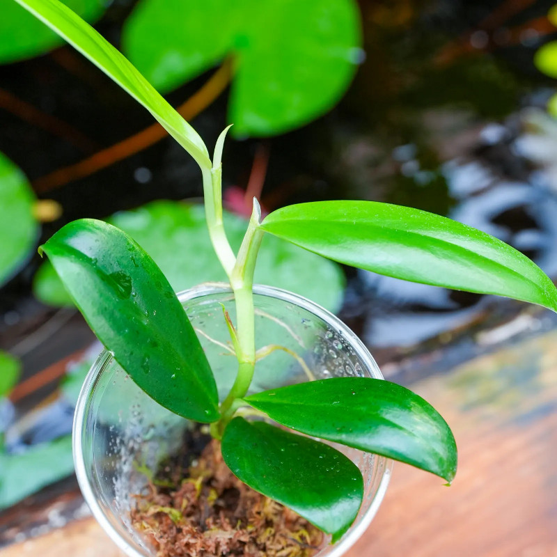 Rhaphidophora hongkongensis