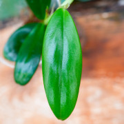 Rhaphidophora hongkongensis