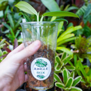 Rhaphidophora hongkongensis