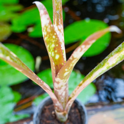 billbergia kolan clotted cream