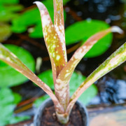 Billbergia kolan 'Clotted Cream' – Broméliacée rare marbrée | JungleBox
