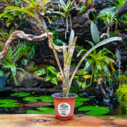 billbergia kolan clotted cream